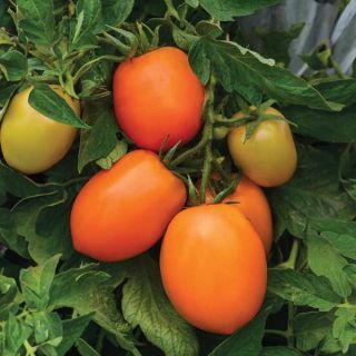 Sunrise Sauce Tomato Thumbnail